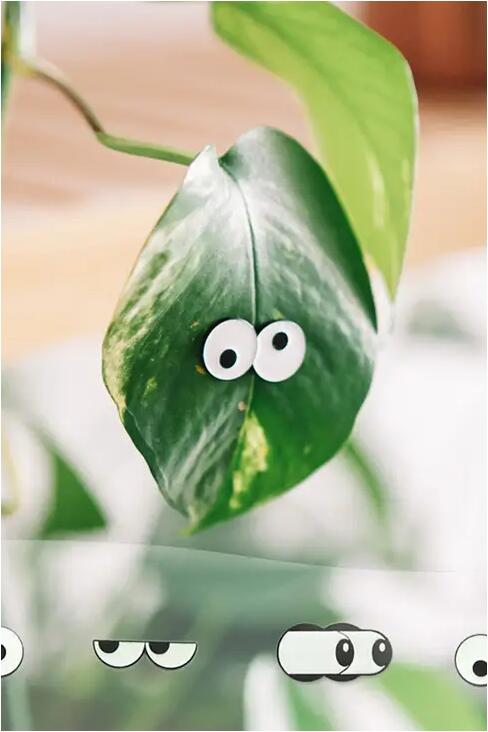 Plant Good Vibes Plantepynt Googly eyes hvit